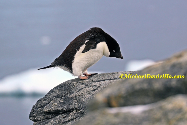 adelie penguin on rock in antarctica