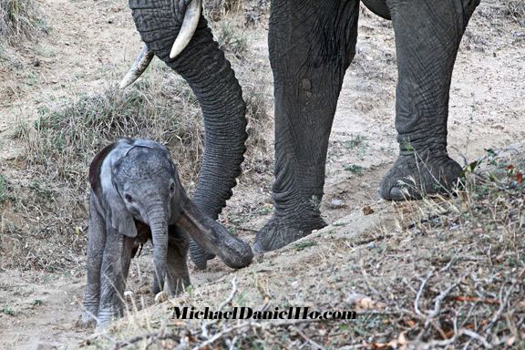 Day old african elephant calf with mom