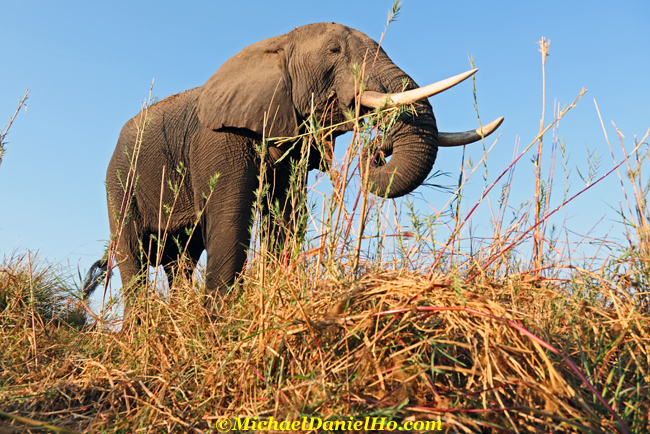 african elephant standing on Chobe riverbank, Botswana