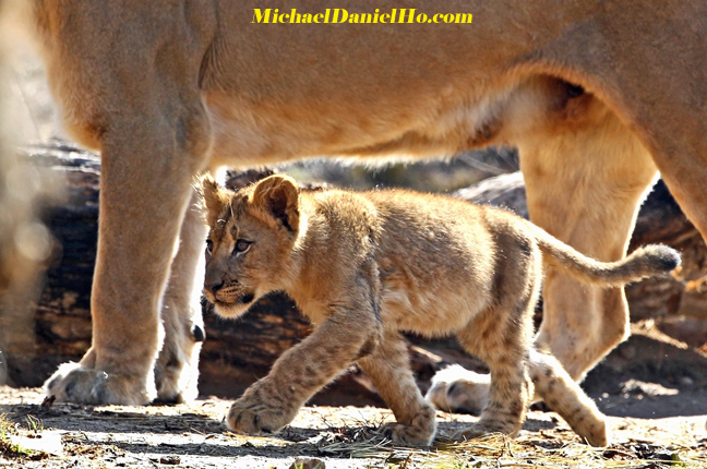   African lion cub walking with mom in Masai Mara, Kenya