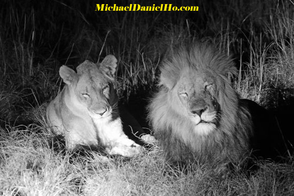  Band of Brothers - 3 African lions walking side by side in South Africa