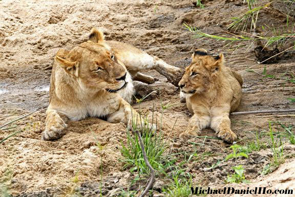 african lioness and cub hanging along the Sabi River, South Africa