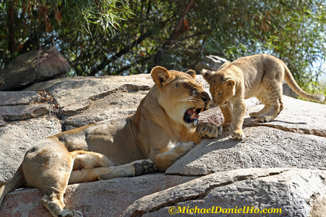 african lion cub with mom in Masai Mara, Kenya