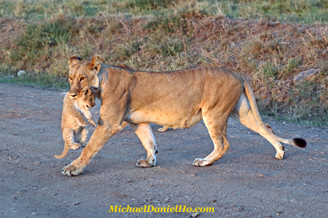   African lioness walking with cub in mouth in Masai Mara, Kenya