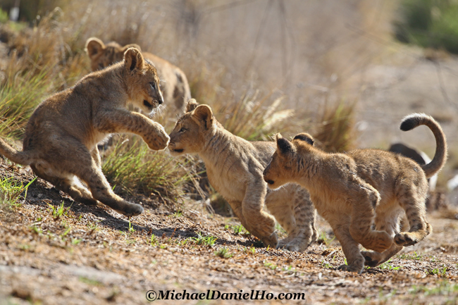   African lion cubs playing in Masai Mara, Kenya