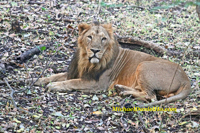 Asiatic lion sitting in Gir Forest, India