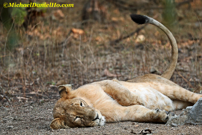 Asiatic lion sleeping and wagging its tail in Gir Forest, India