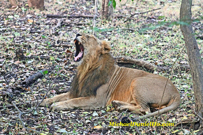 Asiatic lion yawning in Gir Forest, India