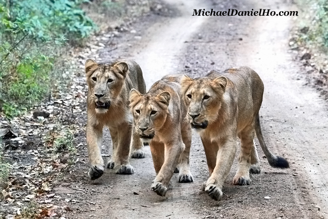 Three Asiatic lions walking in Gir Forest, India
