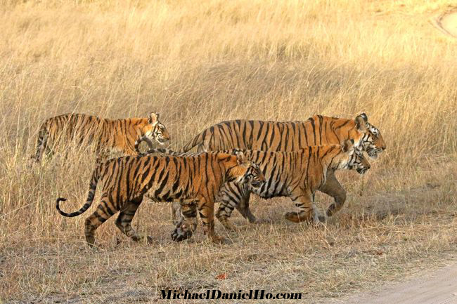 bengal Tiger mom with 3 cubs in Bandhavgarh national park, india