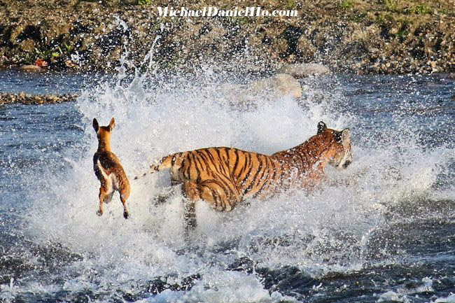 Tiger hunting deer in river