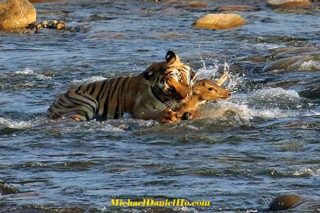wild tiger making a kill on Spotted deer