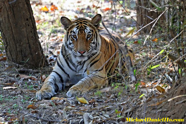 wild bengal Tiger photos