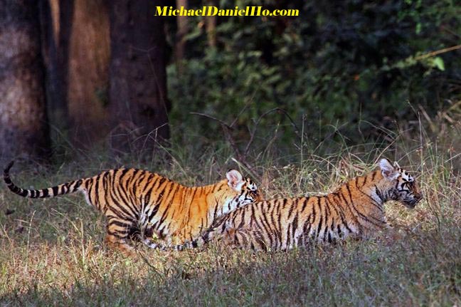 photo of a pair of wild bengal tiger cubs in india