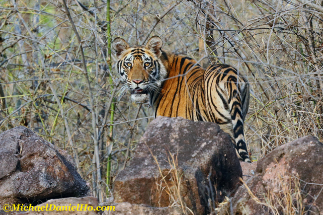 Bengal Tiger in Bandhavgarh national park, india