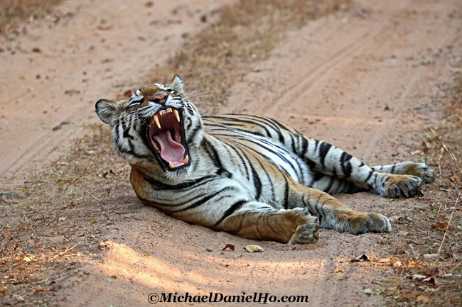 Bengal tiger yawning in Bandhavgarh national park, India