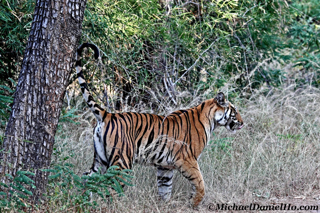 Bengal tiger marking tree in Bandhavgarh national park, India