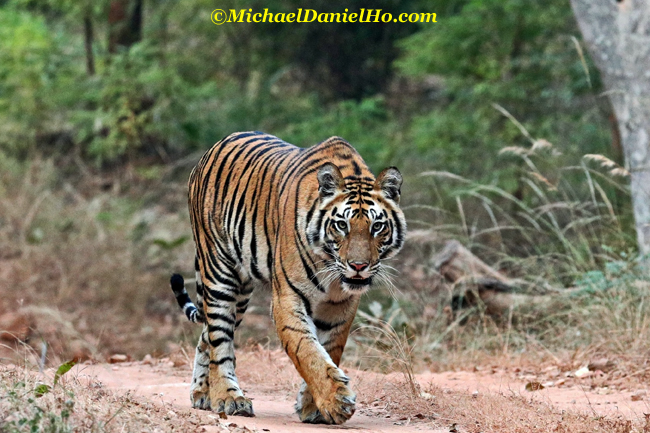 Bengal Tiger walking on trail in Bandhavgarh national park, India