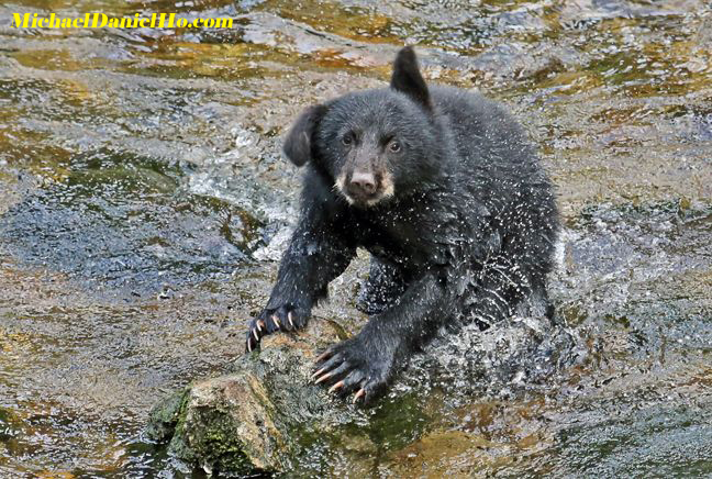 black bear cub photo