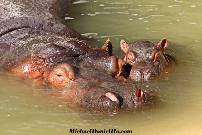 hippo calf in South Africa