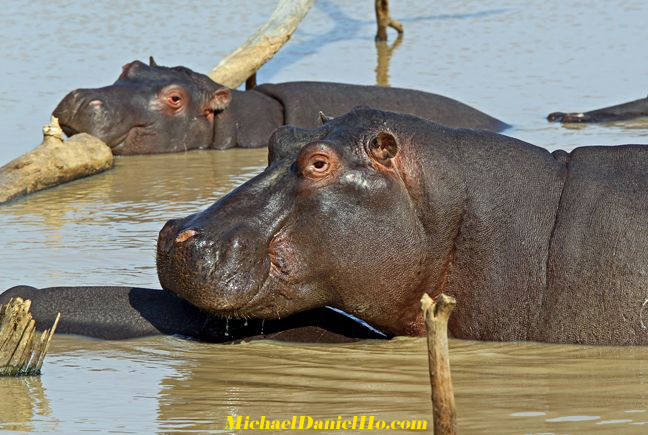 photos of sleeping hippos in South Africa