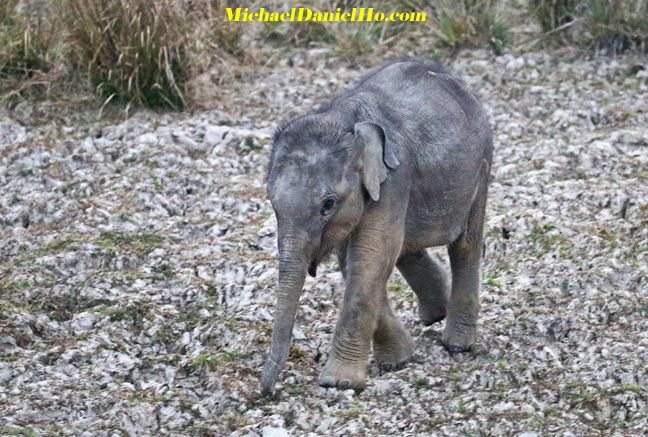 indian elephant calf and mom