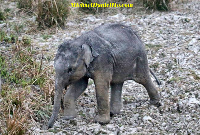 indian elephant calf in india