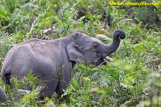 indian elephant in forest