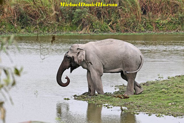 indian elephant drinking from a river