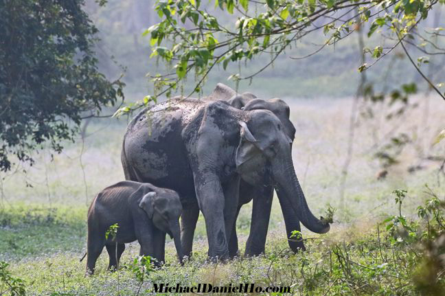 indian elephant calf and mom