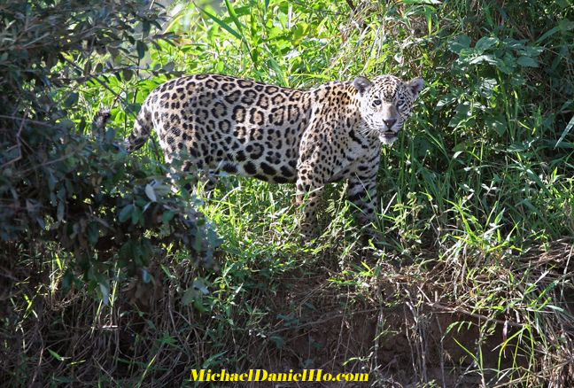photo of jaguar in the Pantanal, Brazil