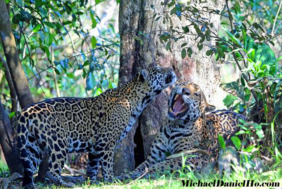 photo of jaguars mating in the Pantanal, Brazil
