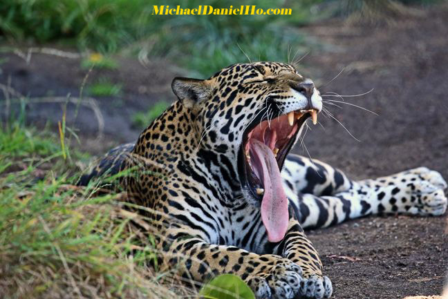 photo of jaguar in the river, Pantanal, Brazil
