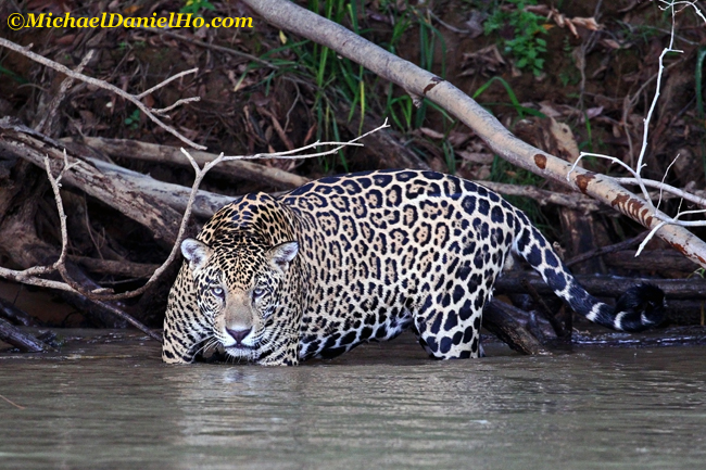jaguar walking in the river, Pantanal, Brazil