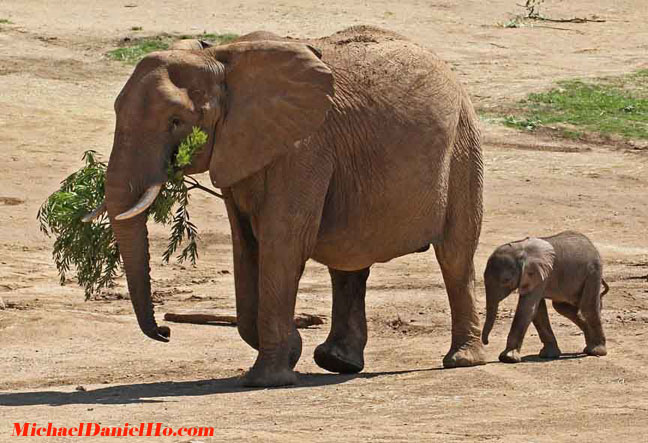 african elephant mom and calf photo