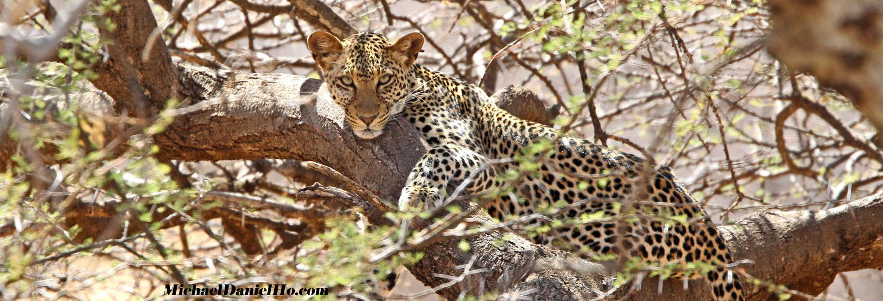 photo of Leopard in Maasai Mara