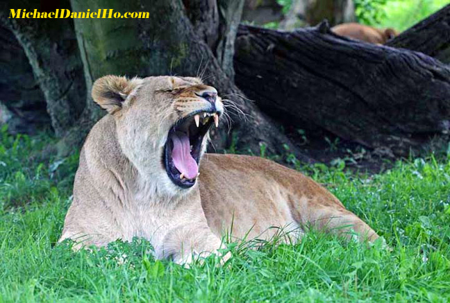 Photos and pictures of wildlife