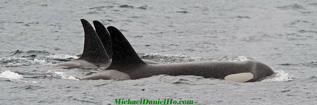 Photos, pictures and photography of Humpback whales, Killer whales, Blue whales, Dolphins, Bengal Tigers, African Lions