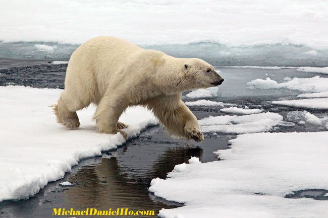 polar bear walking on ice floes