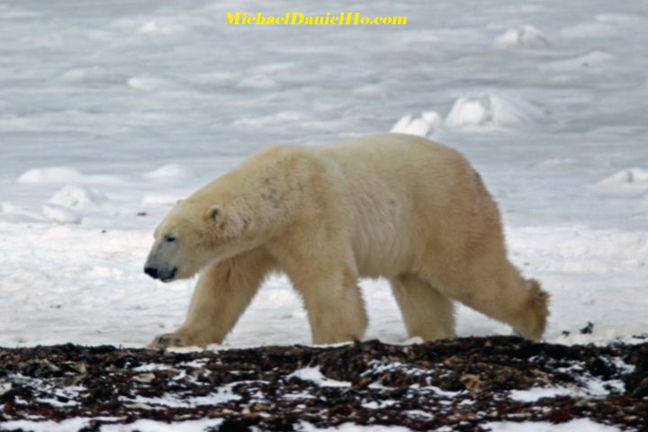 polar bear photos