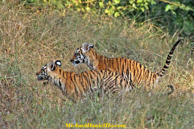 wild tiger image