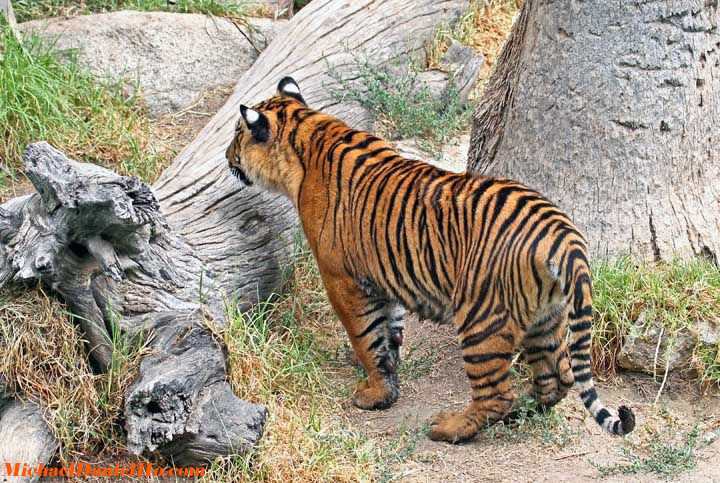 wild bengal tiger photo in india