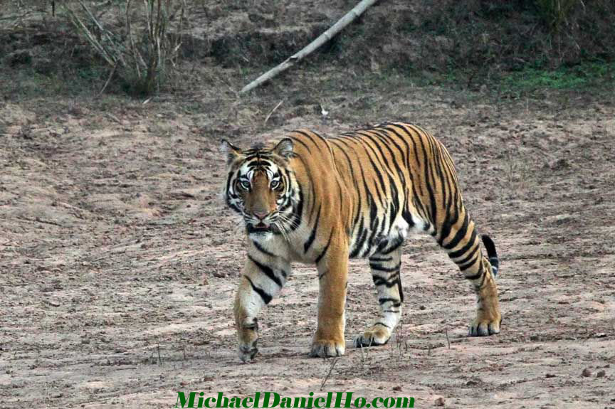 wild tiger pic