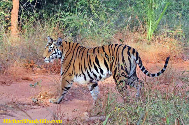 wild tiger photos