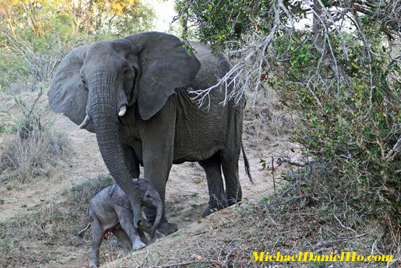 indian elephant in india