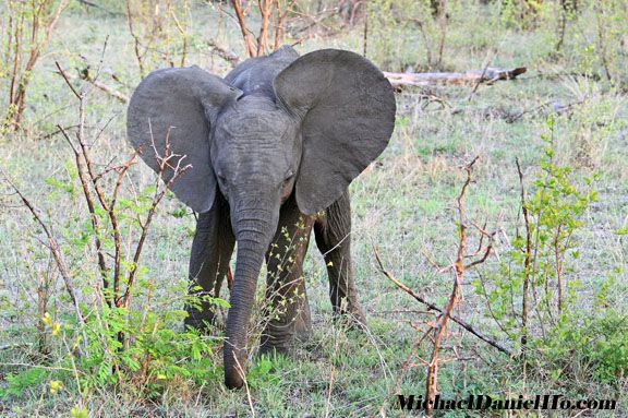 african elephant calf in Sabi Sand, South Africa