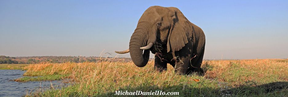 african elephant feeding in Chobe river, Botswana