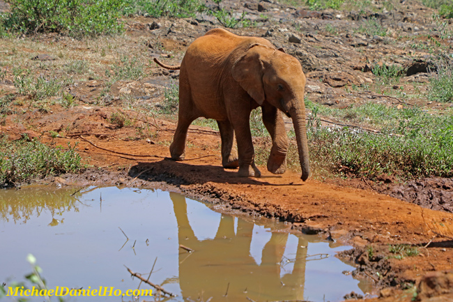 african elephant in South Africa