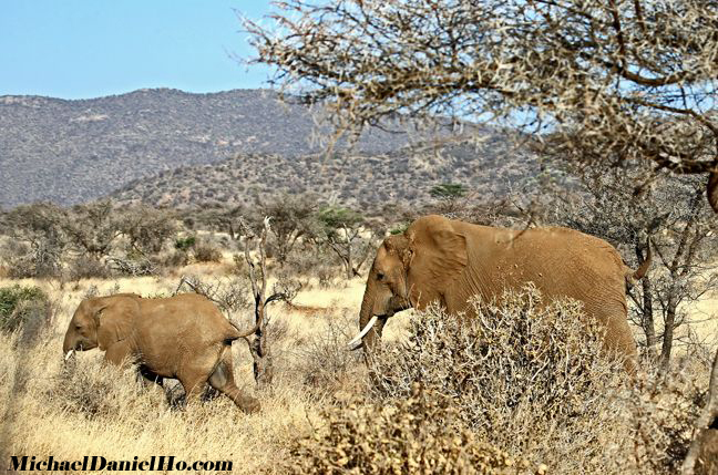 african elephant photos