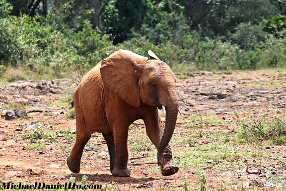 african elephant pictures